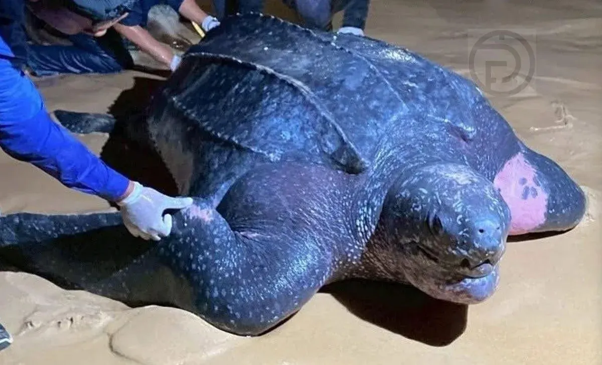 Leatherback Sea Turtle Lays 119 Eggs on Phang Nga Beach