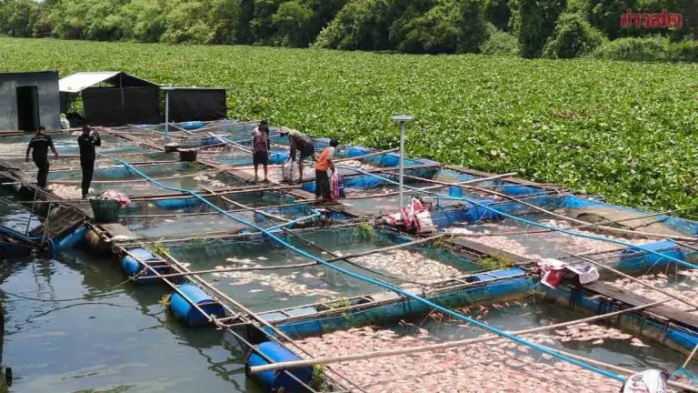Prachuap Khiri Khan MP Urges Agriculture Minister to Urgently Address Water Hyacinth Crisis Killing Fish Cages Worth Nearly 4 Million Baht