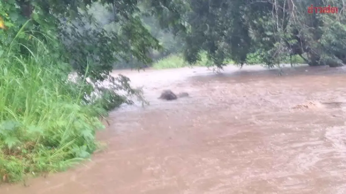 Elephant Swept Away by Flash Floods in Chiang Mai