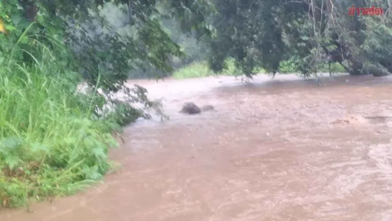 Elephant Swept Away by Flash Floods in Chiang Mai