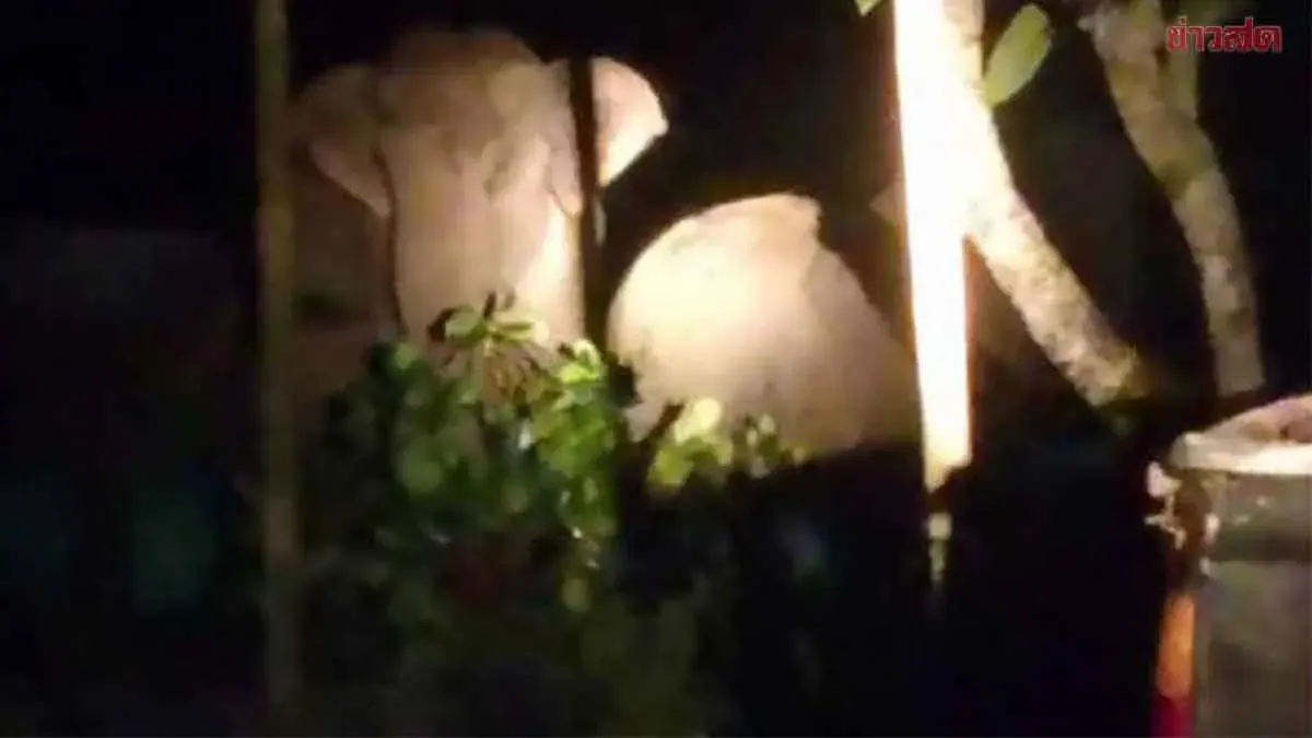 Massive Herd of Wild Elephants Destroys Farmland in Prachuap Buri
