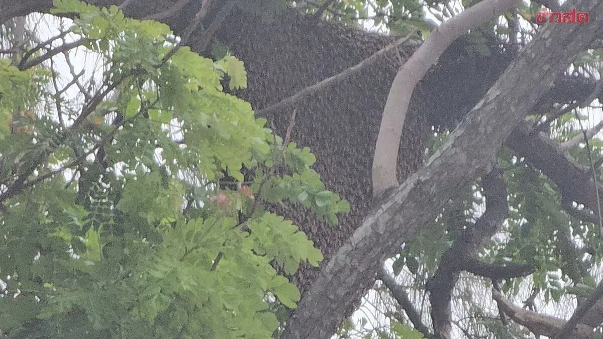 Giant Honeybees Attack Crowd, Injure Nearly 20