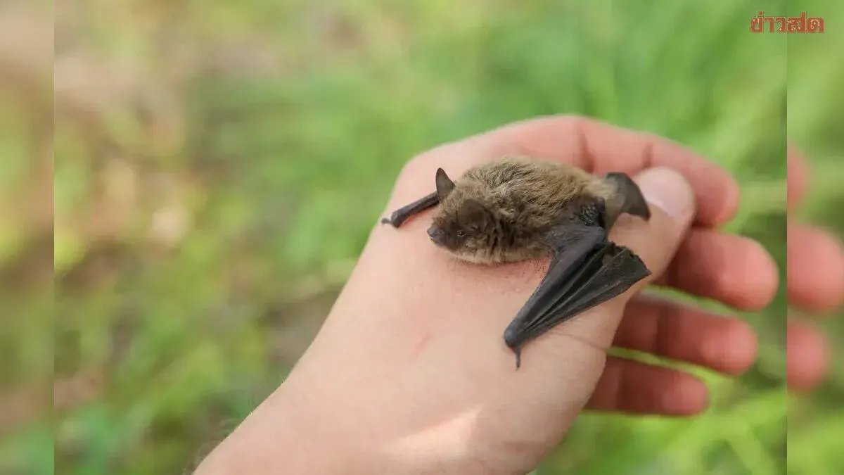 Boy Dies From Rabies After Bat Contact During Sleep