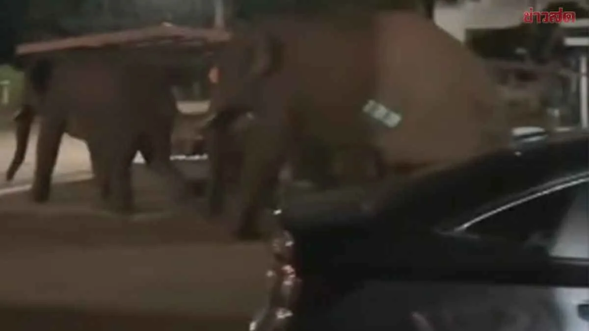 Wild Elephant Demolishes House Searching for Food