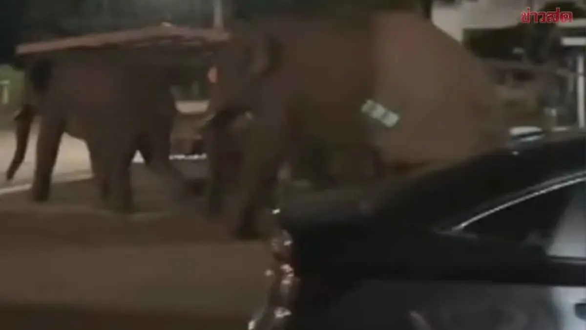 Wild Elephant Demolishes House Searching for Food