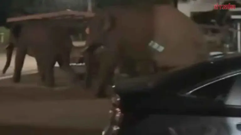 Wild Elephant Demolishes House Searching for Food