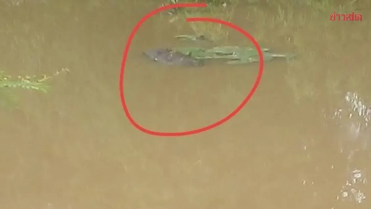 Residents Alarmed as Crocodile-like Creature Spotted Floating in Lii River