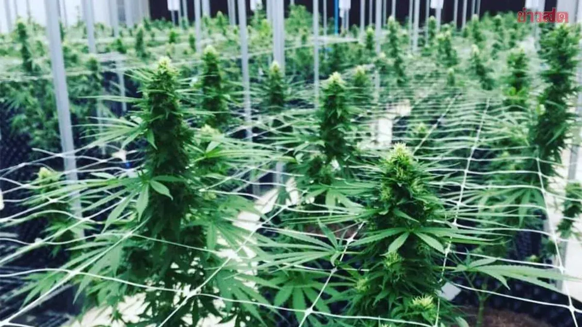 Health Ministry Tightens Control on Cannabis Plantations Nationwide