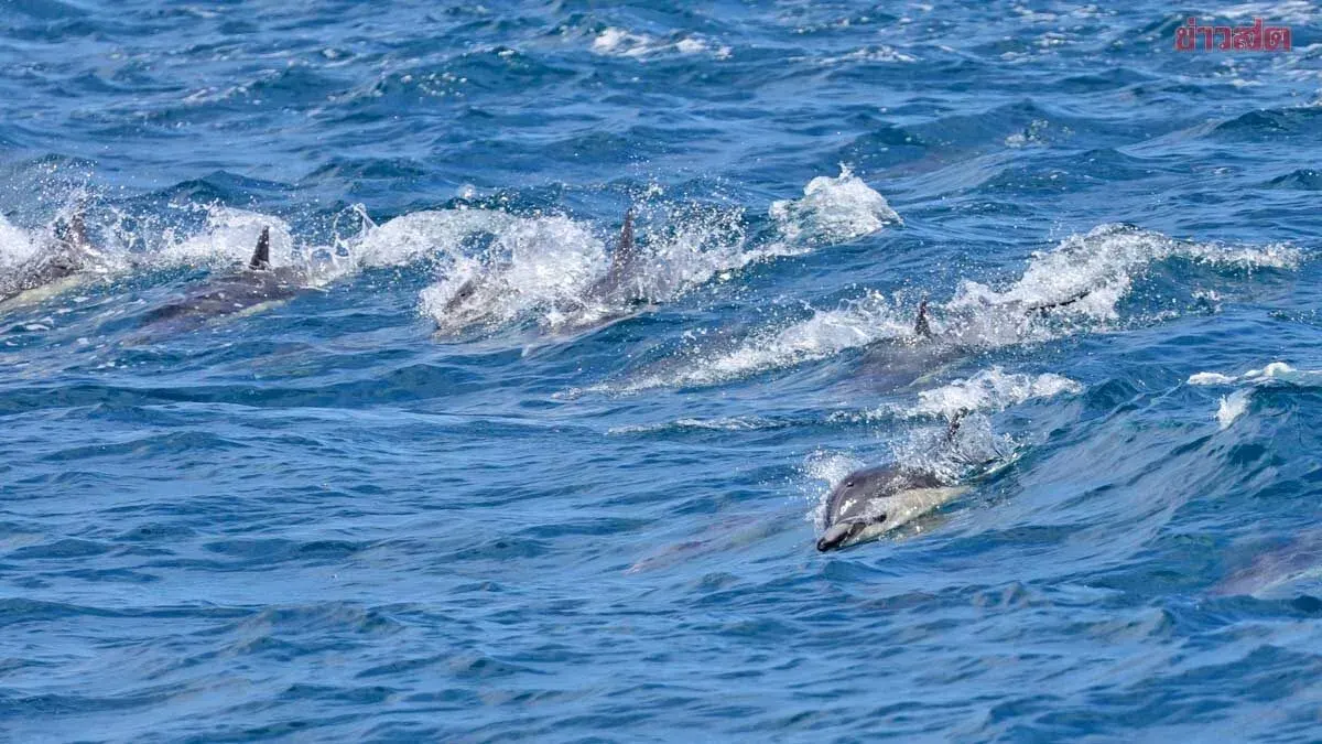 Global Ocean Temperatures Hit Record High in July