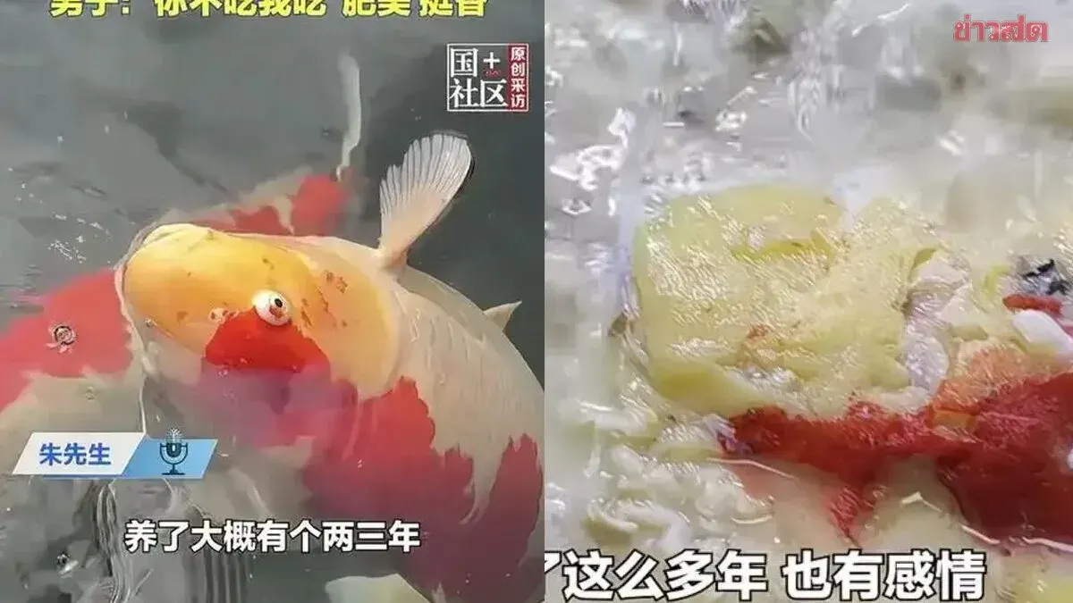 Young Man Heartbroken as Beloved Pet Carp Dies Suddenly; Friend Offers to Cook It