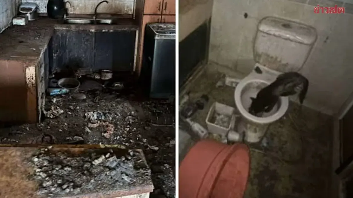 Singapore Man Jailed for Abandoning 71 Cats in Apartment