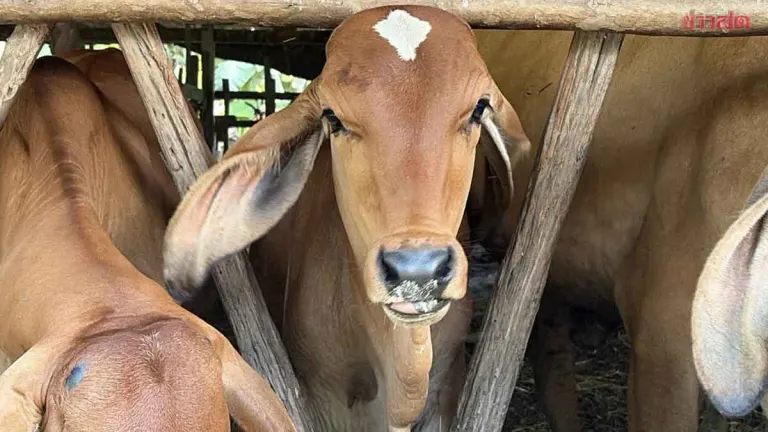 Rare Calf Born with Bodhi Leaf Marking Hailed as Good Omen