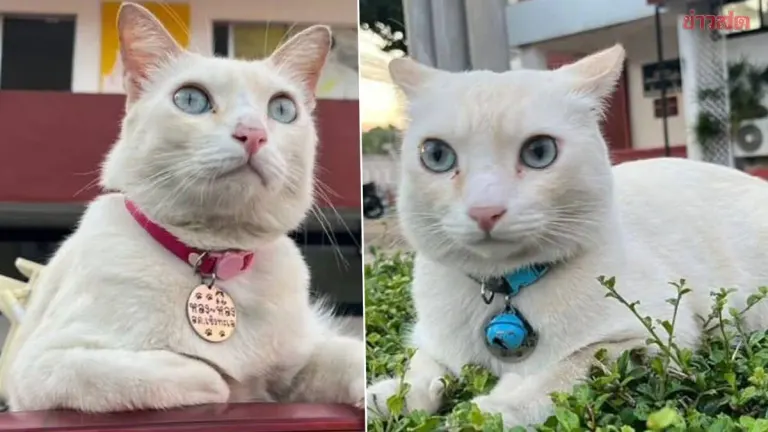 Missing Police Station Cat Found After 8 Days