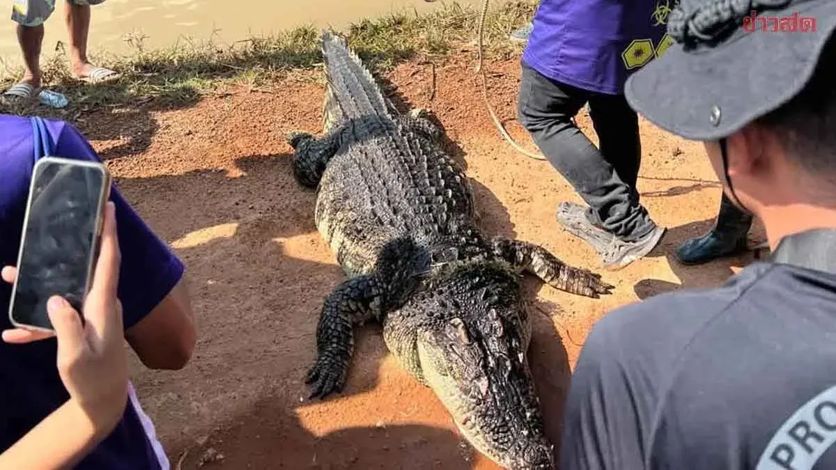 Villagers Find Large Crocodile Dead in Flood Waters
