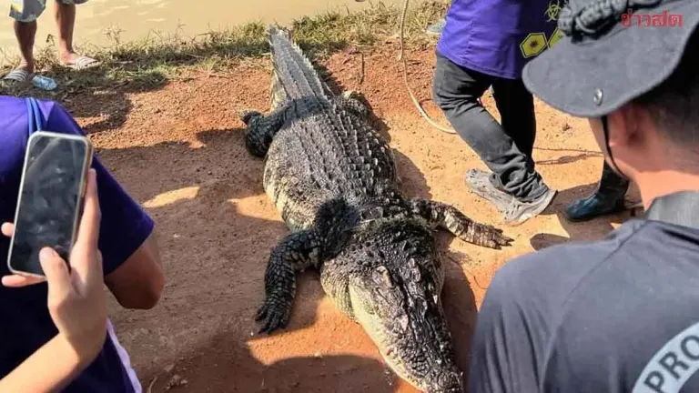 Villagers Find Large Crocodile Dead in Flood Waters