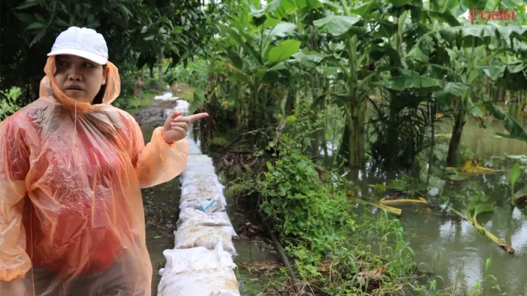 Farmers Pump Water Day and Night to Save Banana Farms