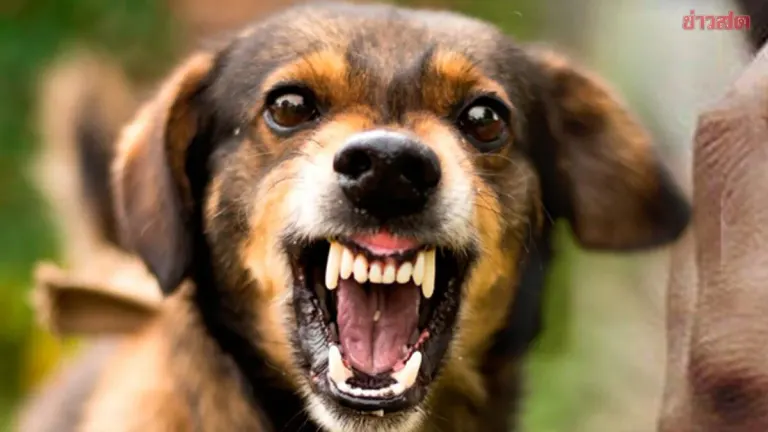 Rayong Declares Two Districts Disease Control Zones After Rabies Found
