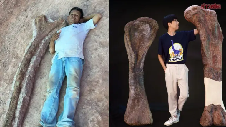 Remarkable! Thailand Discovers 'Nakhakittan Chaiyaphumiensis' - A New Species of Long-Necked Dinosaur, the Largest Ever Found in Thailand