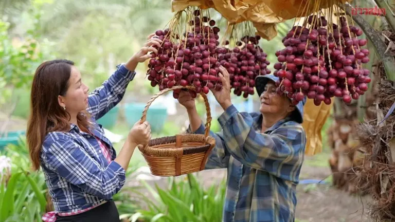 Sought-After Date Palm Orchard Opens to Visitors
