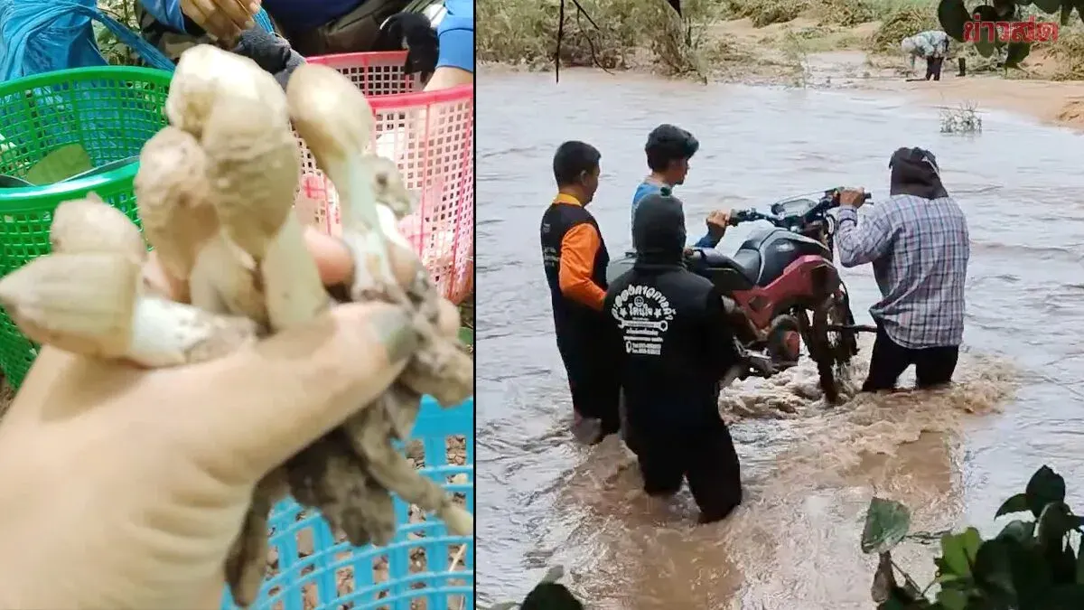 Villagers Carry Motorcycles Across Flooded Stream to Hunt Mushrooms