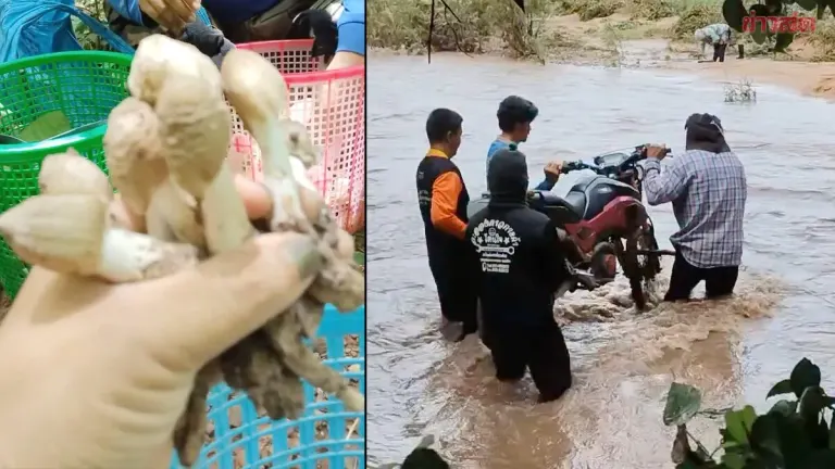 Villagers Carry Motorcycles Across Flooded Stream to Hunt Mushrooms