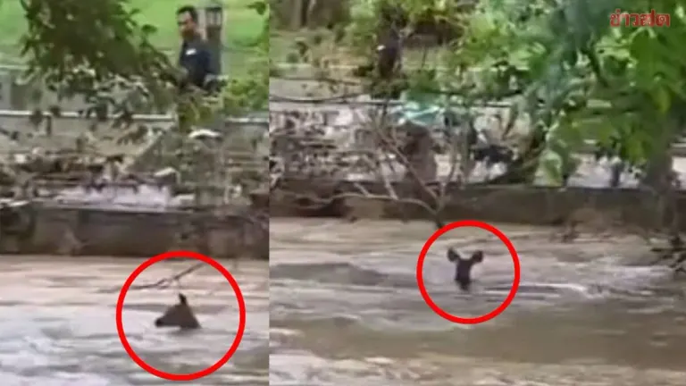 Wild Deer Swept Away In Nakhon Ratchasima Flash Flood