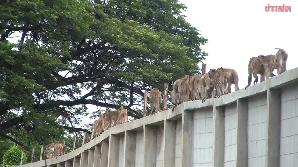 Nearly 100 Monkeys Escape Lopburi Sanctuary