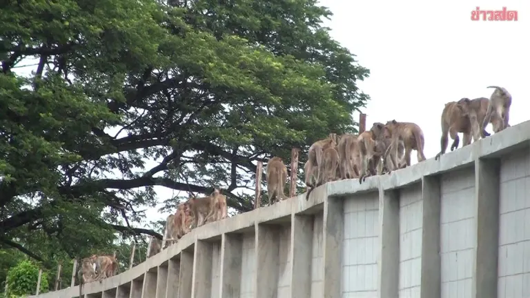 Nearly 100 Monkeys Escape Lopburi Sanctuary