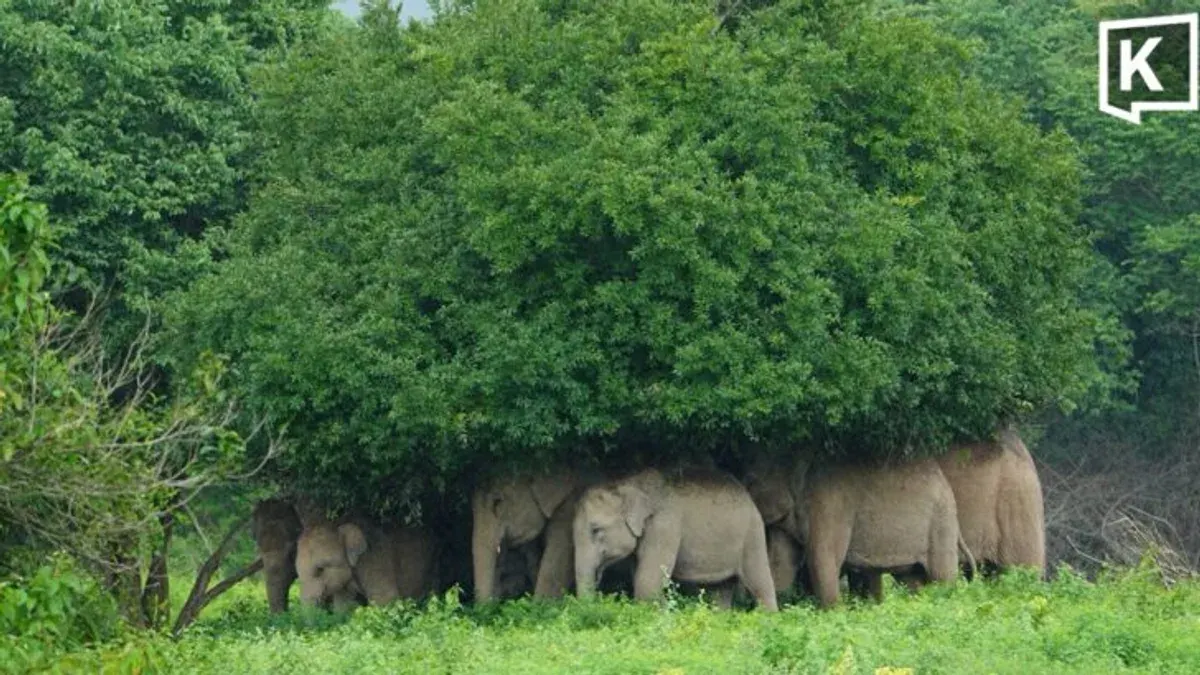 Wild Elephants Shelter From Rain in Kui Buri Forest