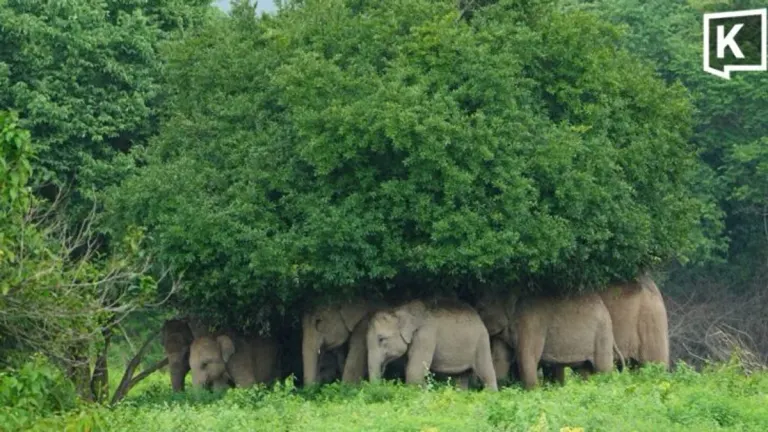 Wild Elephants Shelter From Rain in Kui Buri Forest