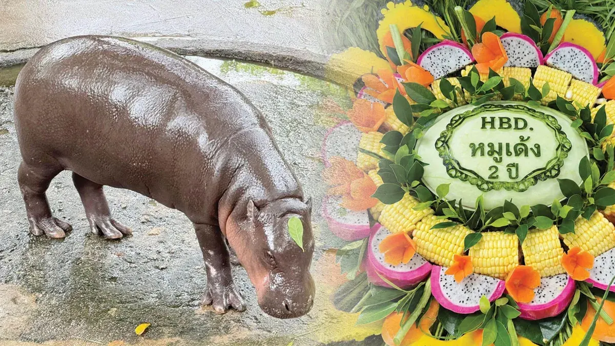 Beloved Hippo Moo Deng Celebrates Second Birthday