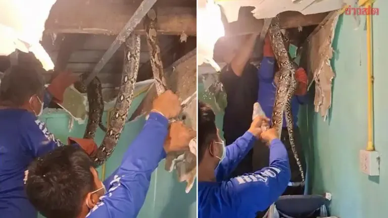 Five-Meter Python Found Hidden in Ceiling After Eating Homeowner's Birds
