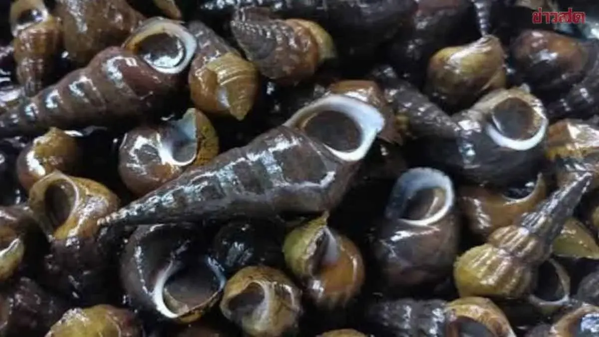 Urgent Warning: Do Not Collect or Eat Shellfish from Salawin River – High Lead and Pesticide Contamination Detected