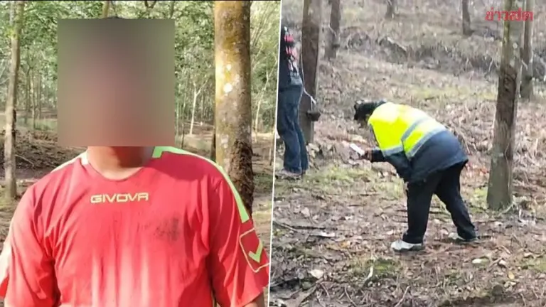 Wild Elephant Tramples Wife to Death in Chonburi Rubber Plantation
