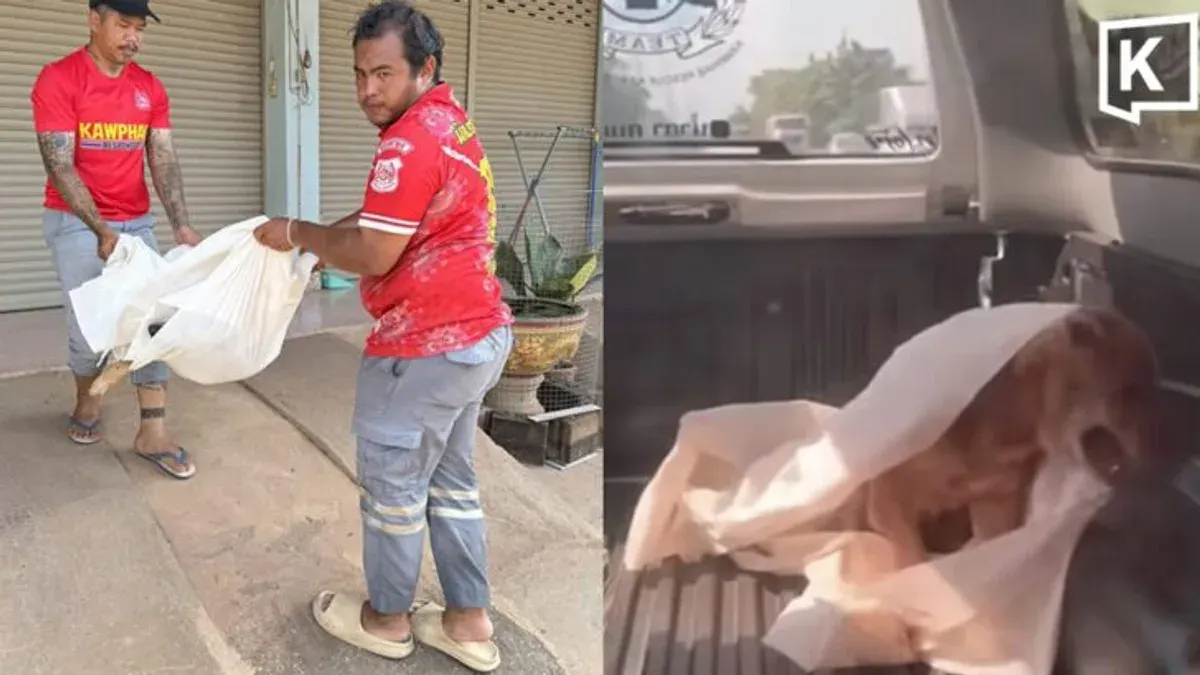 Dog Thought Dead Revives on Rescue Truck in Kamphaeng Phet