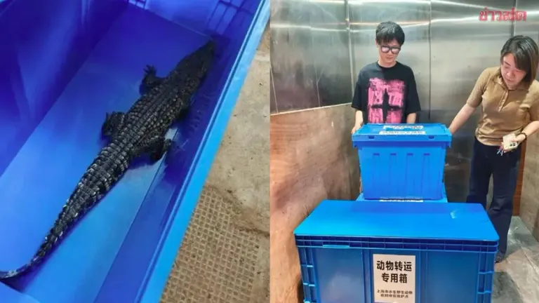 Escaped Crocodile Sparks Chaos After Teen's Online Purchase