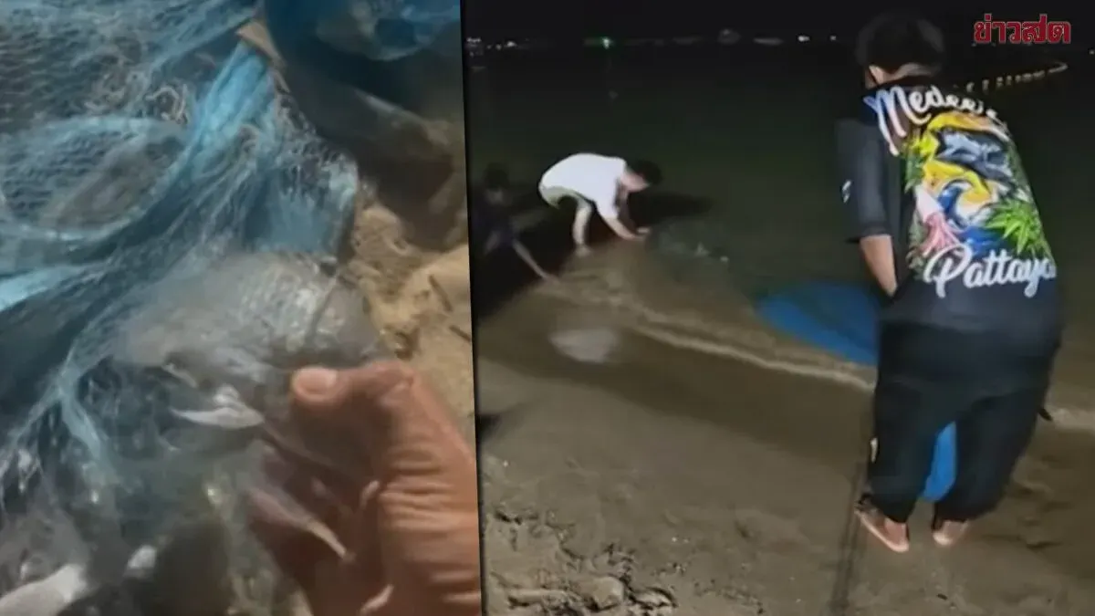 Authorities Search for Black-Chin Tilapia in Pattaya Waters; Fisheries Department Confirms Species Can Survive in Fresh, Brackish, and Saltwater