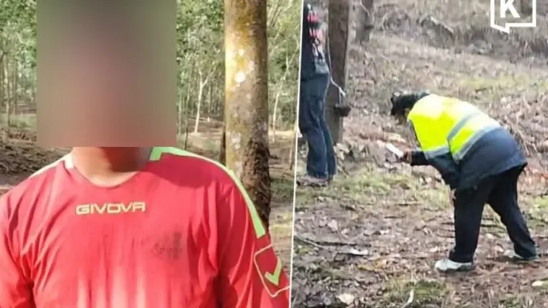 Wild Elephant Kills Woman in Chonburi Rubber Plantation
