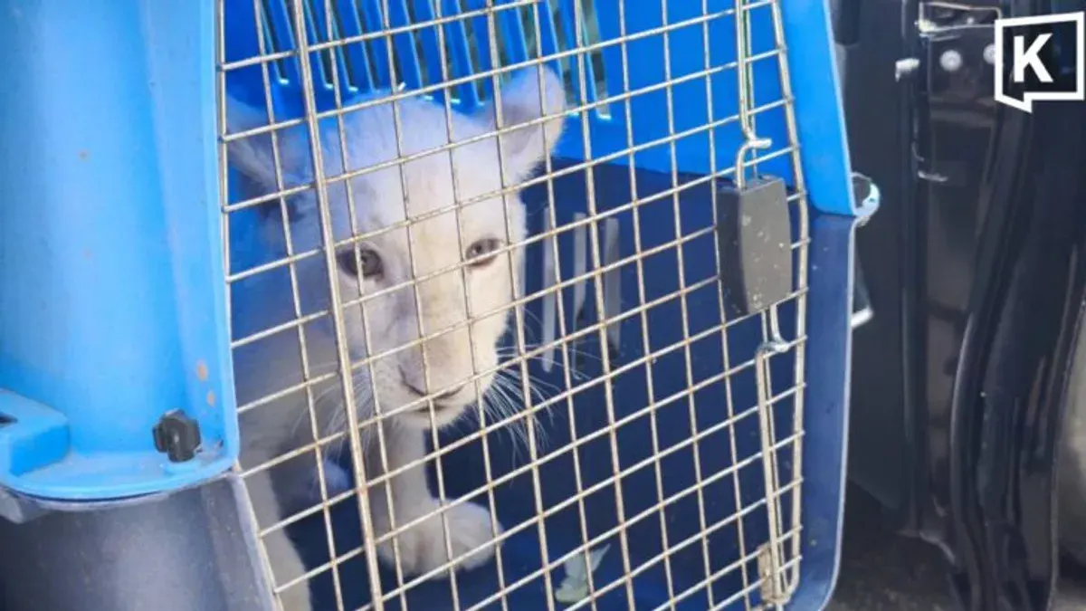 White Lion Cub Seized From Illegal Chiang Mai Hotel