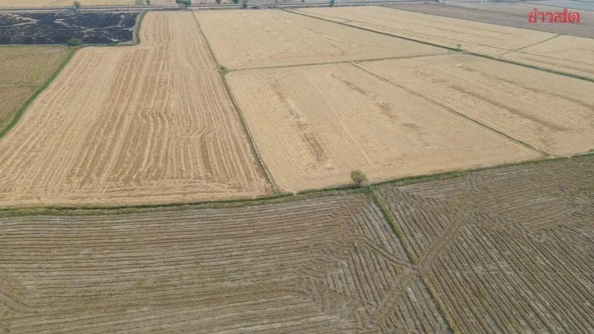 Chainat Farmers Abandon Over 1,000 Rai of Land, Unable to Bear Rising Fuel and Fertilizer Costs as Rice Prices Plummet