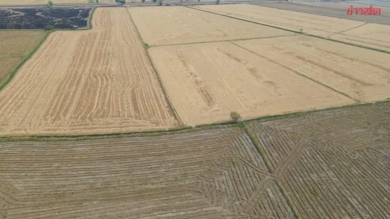 Chainat Farmers Abandon Over 1,000 Rai of Land, Unable to Bear Rising Fuel and Fertilizer Costs as Rice Prices Plummet