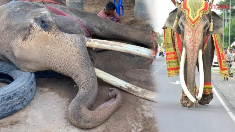 Farewell to the Forest's Tusked Majesty: Thailand's Most Beautiful Bull Elephant Thongbai Passes Away at 53