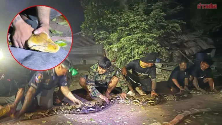 Giant Python Over 6m Kills Pet Wild Boar In Chonburi