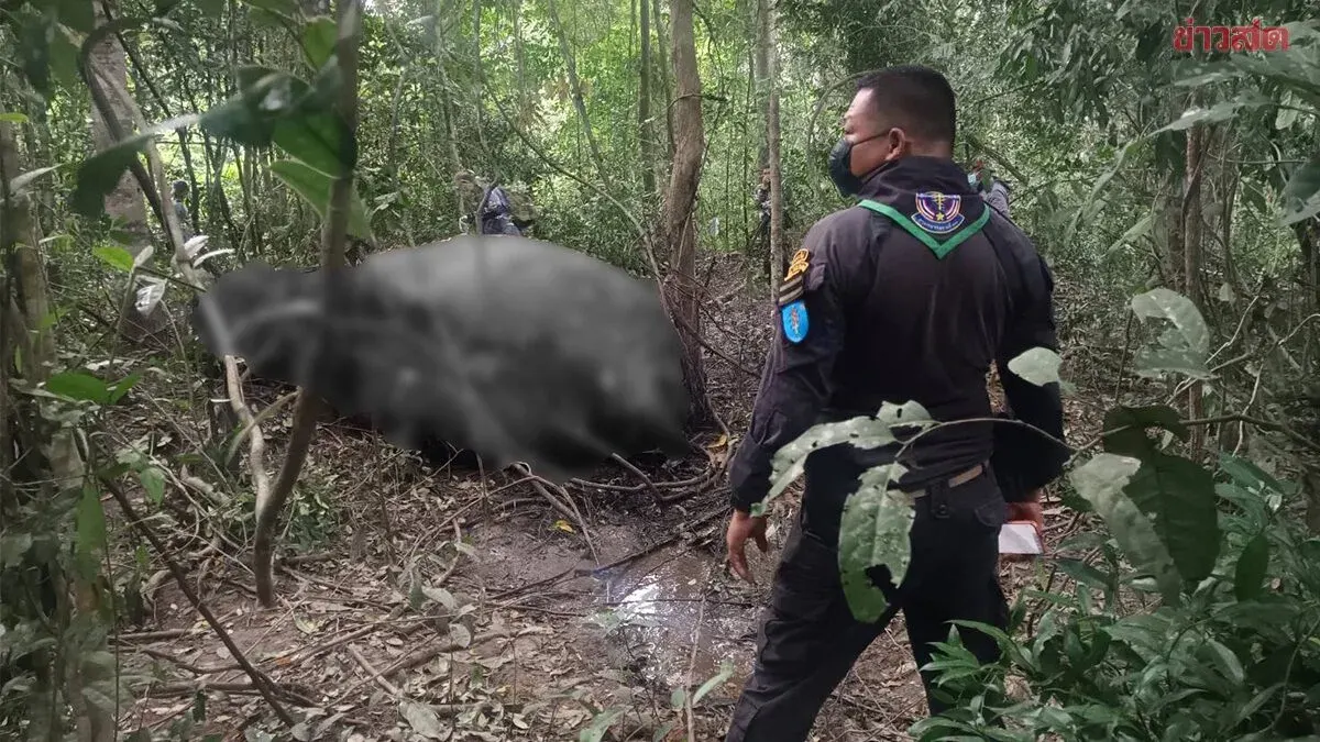 Wild Elephant Dies After Trio Attack in Eastern Thailand