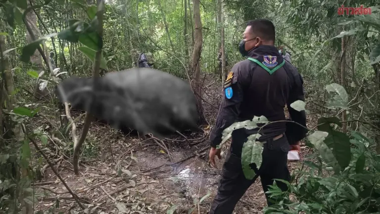 Wild Elephant Dies After Trio Attack in Eastern Thailand