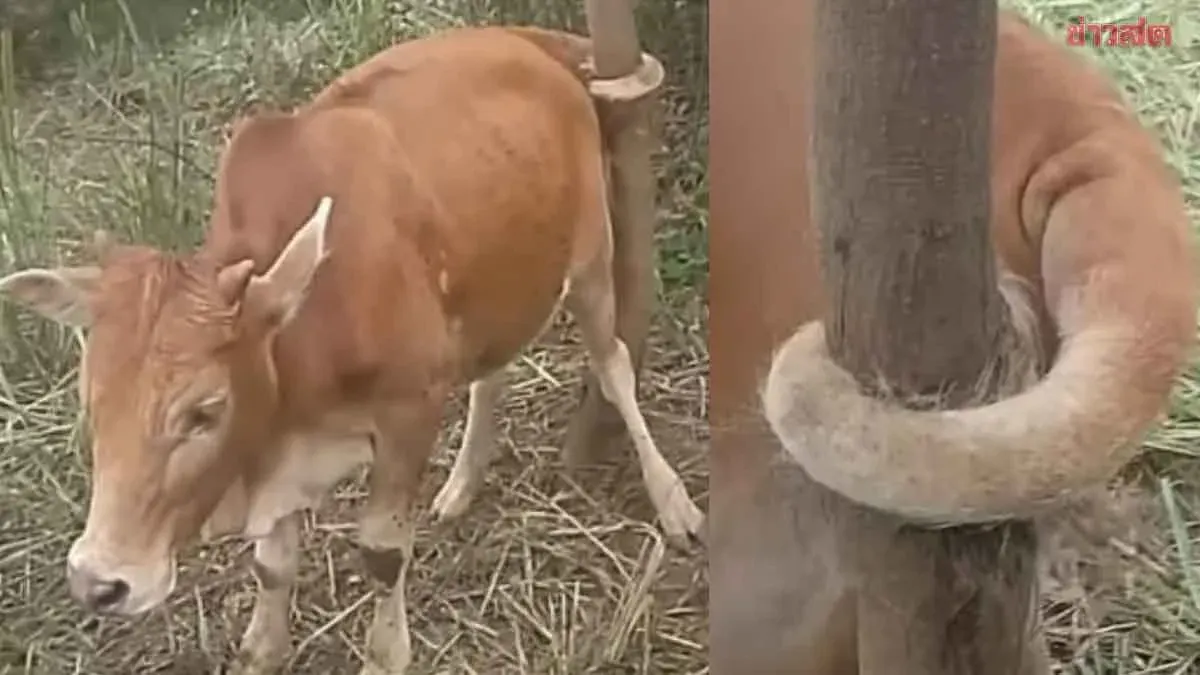 Bull's Tail Gets Tangled in Tree, Owner Must Free It