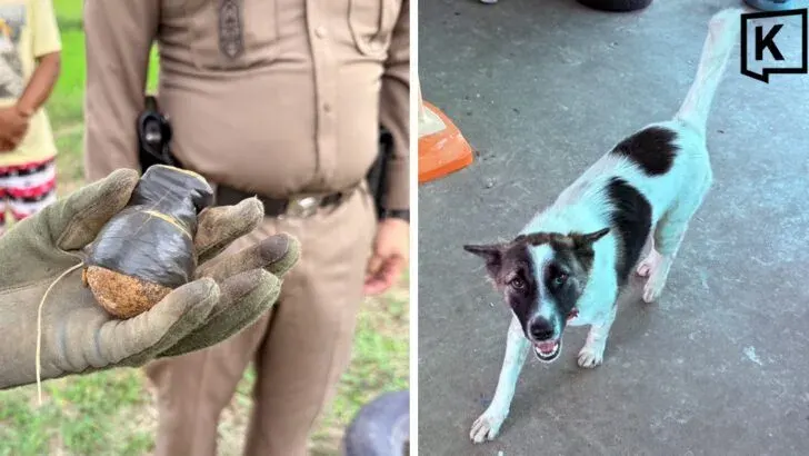 Dog Carries Live Grenade Into Thailand Home