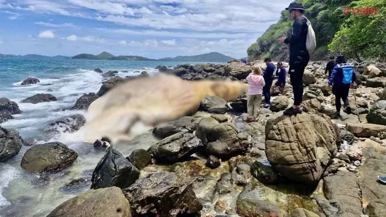 Dead Bryde's Whale Found Near Koh Samed Island