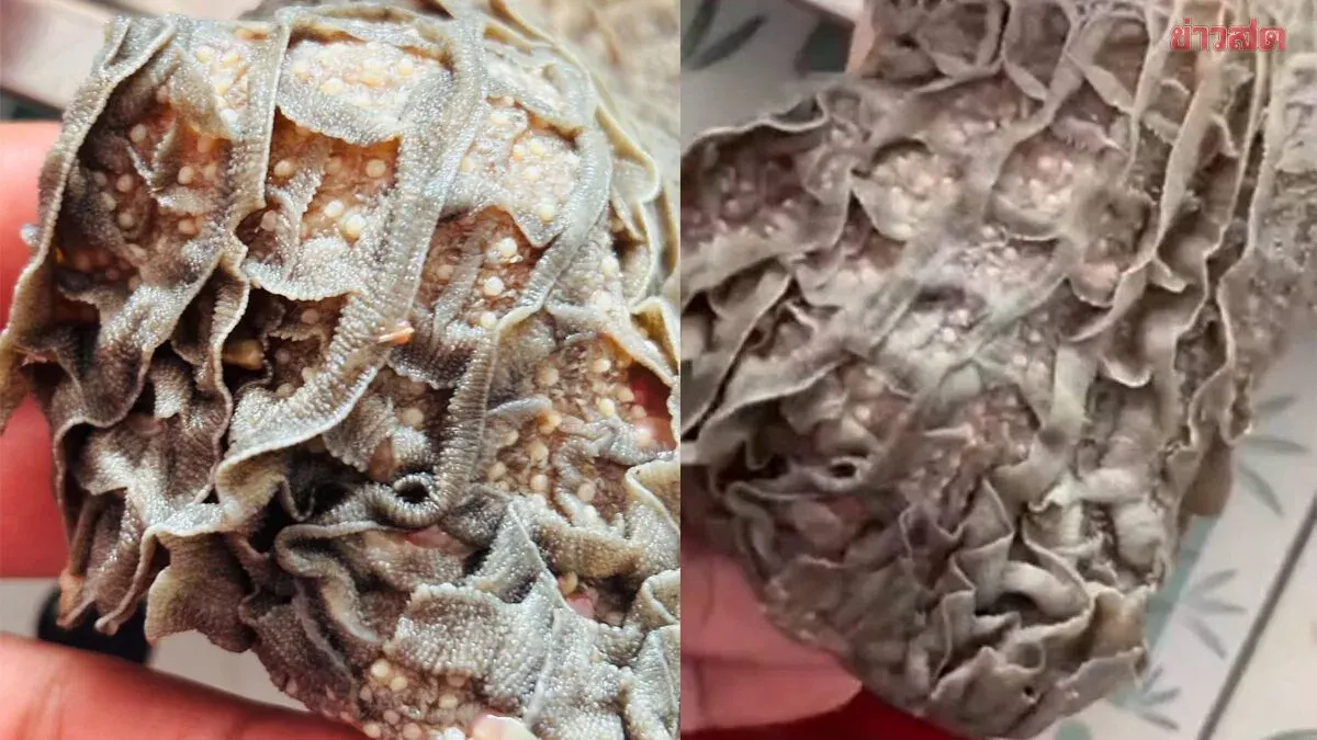 Chiang Mai Man Finds Parasitic Eggs in Buffalo Offal
