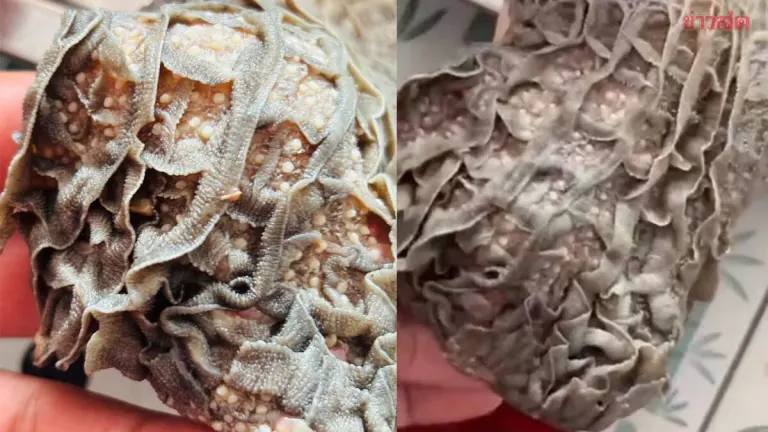Chiang Mai Man Finds Parasitic Eggs in Buffalo Offal